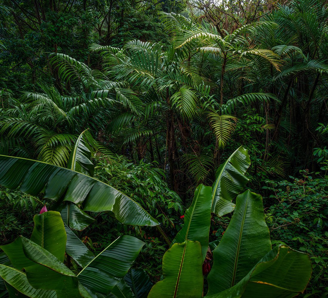 videoer-for-ledige-junglestien