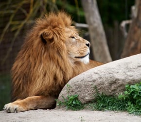 Put dyrene i seng i Odense Zoo